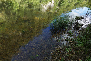 Hygrophila costata in its fast flowing stream habitat at the base of a karst cliff, San Ignacio, Belize