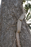 Hylocereus setaceus, articulated stem fixed by adventitious roots to the trunk bark, Inhotim, Minas Gerais