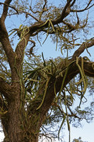 Hylocereus setaceus, climbing hemiepiphyte fixed by adventitious roots to the trunk bark, Inhotim, Minas Gerais