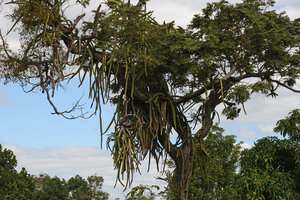 Hylocereus setaceus, climbing hemi epiphyte with many branched stems, Inhotim, Minas Gerais