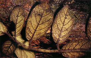 Hymenocoleus sp., hairs along stem, petiole and lower leaf surface appressed to the soil, fixing humus fragments and probably acting as water and mineral absorbing structures in the same way as root hairs, Campo, Cameroun