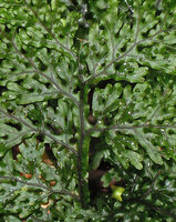 Hymenophyllum reinwardtii, dark thick veins and winged undulate rachis, Tari, 2000 m asl, Hela, Papua New Guinea