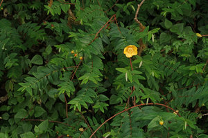 Hypericum hookerianum at forest edge in summit area, Doi Inthanon NP, 2500 m asl, Thailand