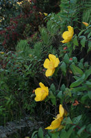 Hypericum leschenaultii, Bromo Tengger Semeru NP, Java