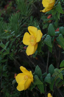 Hypericum leschenaultii, flowers, Bromo Tengger Semeru NP, Java