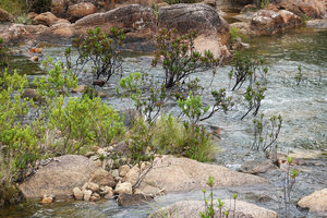 Hypericum terrae-firmae and Augusta rivalis as rheophytic shrubs among granitic boulders, Mountain Pine Ridge Reserve, Belize