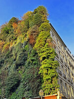 Hypolepis dicksonioides perfectly evergreen during winter, Oasis d&#039;Aboukir, Feb. 2025