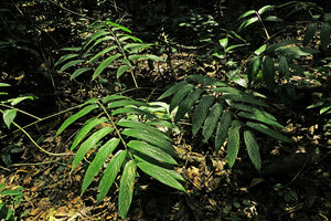 Hypselodelphys hirsuta, plagiotropic leafy stems, Kribi, Cameroun