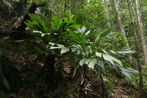 Iguanura geonomiformis, base of Gunung Machinchang, Langkawi, Malaysia