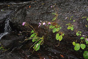 Impatiens acaulis on vertical permanently seeping rock close to a waterfall, Sinharaja, Sri Lanka