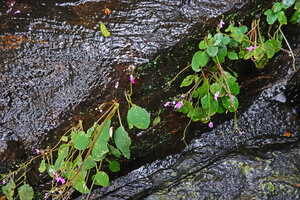 Impatiens acaulis, population on the vertical protected part of a rock slab at the periphery of a waterfall, Sri Lanka