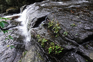 Impatiens acaulis, population on the vertical protected parts of rock slabs adjacent to a waterfall, the plants regularly submerged during heavy rains thus almost rheophytic, Sinharaja, Sri Lanka