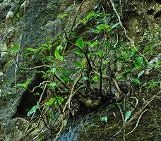Impatiens adenioides emerging from the almost vertical karst cliff, Ranong, Thailand