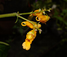 Impatiens adenioides, flower, front view, Ranong, Thailand