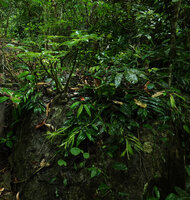Impatiens adenioides in forest understory on a karst boulder, Ranong, Thailand