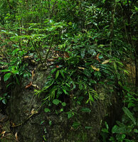 Impatiens adenioides on its karst boulder habitat, Ranong, Thailand