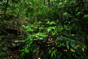 Impatiens adenioides on karst boulder, Ranong, Thailand
