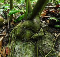 Impatiens adenioides, tuberous base covered with algae and mosses and roots growing on the karst surface, Ranong, Thailand
