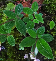 Impatiens ciliifolia, hairy leaves, Sinharaja, Sri Lanka