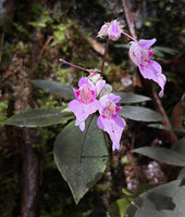 Impatiens ciliifolia, inflorescences at the top of the stem ending in a discoid distribution of pseudo verticillate leaves, Sinharaja, Sri Lanka