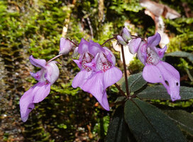 Impatiens ciliifolia, inflorescences, Sinharaja, Sri Lanka