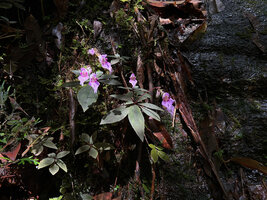 Impatiens ciliifolia, monocaulous individuals issued from a tiny tuber fixed to the seeping rock face with apical rosetted leaves and emerging inflorescences, Sinharaja, Sri Lanka