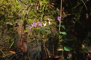 Impatiens ciliifolia on mossy vertical seeping rock, Sinharaja, Sri Lanka