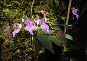 Impatiens ciliifolia on seeping rock face, Sinharaja, Sri Lanka