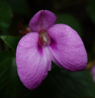 Impatiens cordata, flower, Munnar, Kerala, India