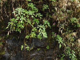 Impatiens henslowiana and Sonerila nemakadensis on a vertical seeping rock, Munnar, Kerala, India