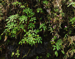 Impatiens henslowiana and Sonerila nemakadensis on the same vertical seeping rock, Munnar, Kerala, India
