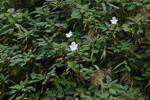 Impatiens henslowiana flowering on a vertical seeping rock, Munnar, Kerala, India