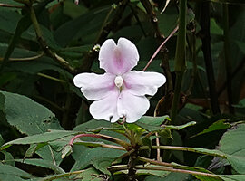 Impatiens henslowiana, flower, Munnar, Kerala, India