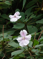 Impatiens henslowiana, flowers, Munnar, Kerala, India