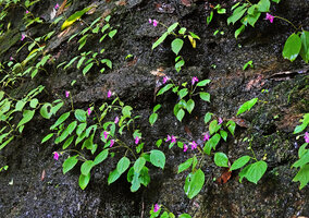 ROCKS AND INSELBERGS 3