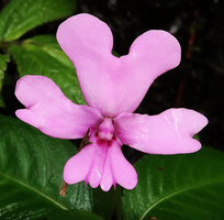 Impatiens kinabaluensis, flower, Mt Kinabalu NP, Sabah, Borneo