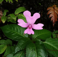 Impatiens kinabaluensis, Mt Kinabalu NP, Sabah, Borneo