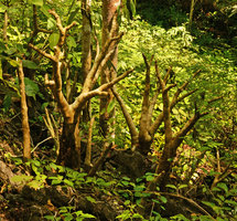 Impatiens mirabilis, leafless during the dry season, Langkawi, Malaysia