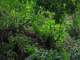 Impatiens mirabilis, population on vertical limestone rock, swollen stems bearing leaves during monsoon season, Khao Sok NP, Thailand