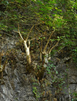 Impatiens mirabilis, swollen stems mostly defoliate in dry season on limestone cliff surrounded by a reviviscent Paraboea, Khao Sok NP, Thailand