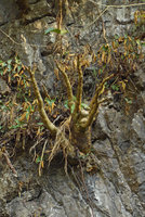Impatiens mirabilis, swollen stems of a defoliate individual in dry season, surrounded by a reviviscent Paraboea, Khao Sok NP, Thailand