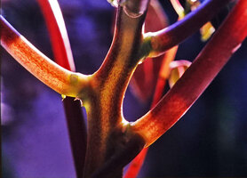 Impatiens morsei, hydrostatic skeleton of stem and petioles allowing lowest energetic investment and quick growth even in shade