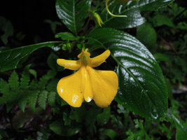 Impatiens oncidioides, Cameron Highlands, Malaysia