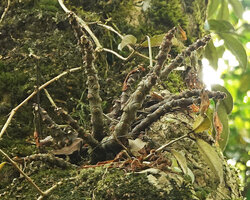 Impatiens parasitica, branched individual with succulent stems, totally defoliated during the dry season, Mathikettan NP, Kerala, India
