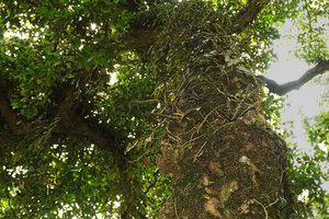 Impatiens parasitica, epiphyte at the top of the tree trunk, just under the main branches, at about 15 meters above the forest floor, Mathikettan NP, Kerala, India