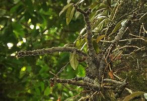 Impatiens parasitica, epiphytic at 15 m above the soil, defoiated succulent stems during the dry season, Mathikettan NP, Kerala, India