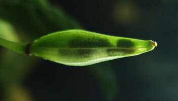 Impatiens platypetala subsp. aurantiaca, black seeds visible due to translucent green fleshy capsule, Bambapuang, Enrekang, South Sulawesi