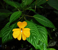 Impatiens platypetala subsp. aurantiaca, flower at female phase, Bambapuang, Enrekang, South Sulawesi