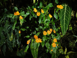 Impatiens platypetala subsp. aurantiaca in full bloom and Anthurium warocqueanum on vertical garden in P. Blanc home