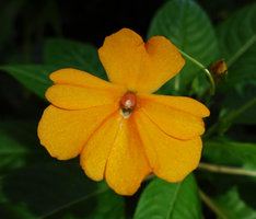 Impatiens platypetala subsp. aurantiaca, protandrous flower at male phase, red stamen cap, Bambapuang, Enrekang, South Sulawesi